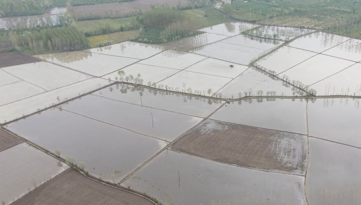 Meşhur Terme Pirincinin Ekim Çalışmalarına Başlandı