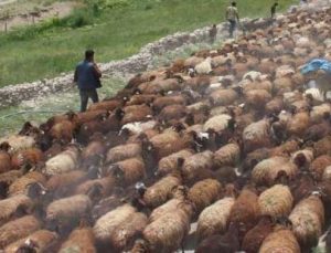 Besicilerin Günler Süren Zorlu Yayla Yolculuğu Başladı