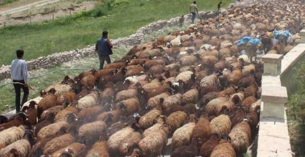 Besicilerin Günler Süren Zorlu Yayla Yolculuğu Başladı