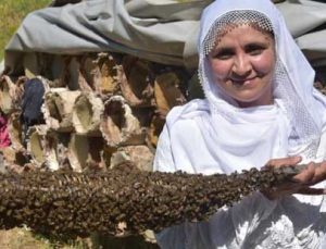 40 Kovanla Başladı Şimdi 600 Kovanı Var