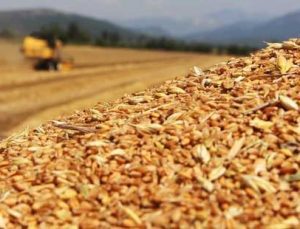 Tmo, Buğday Ve Arpa Ithalatı Için Düğmeye Bastı