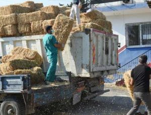 Hasat Edilen 30 Ton Buğday Ve Saman Üreticilere Ücretsiz Dağıtıldı