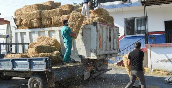 Hasat Edilen 30 Ton Buğday Ve Saman Üreticilere Ücretsiz Dağıtıldı