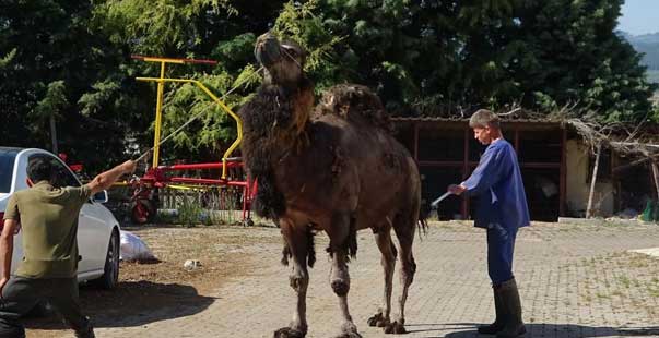 Güreşleri Kaybeden Devenin Cezası Ağır Oldu