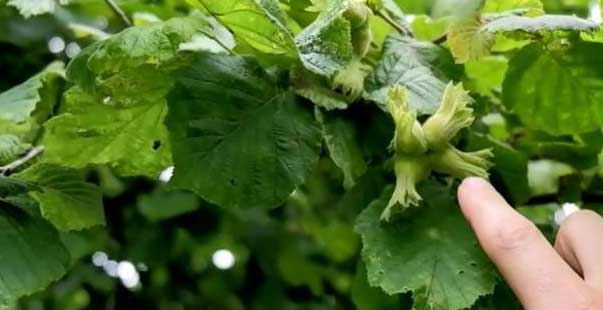 Fındık Bahçelerinin Başı Istilacı Böcekle Dertte