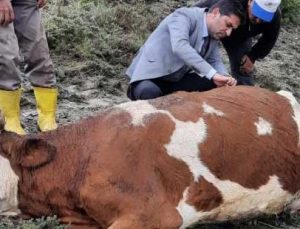 Yıldırım Düştü, Iki Ineğinden Biri Telef Oldu