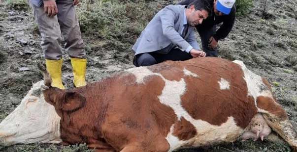 Yıldırım Düştü, Iki Ineğinden Biri Telef Oldu