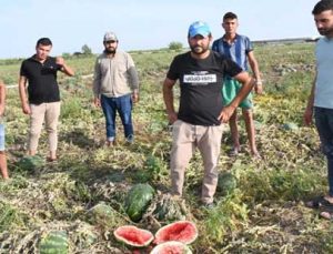 Üreticileri Tepkili: Tarlada Kalan Karpuzları Kırdılar