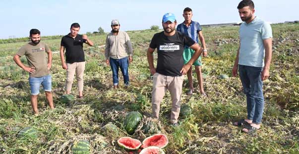 Üreticileri Tepkili: Tarlada Kalan Karpuzları Kırdılar