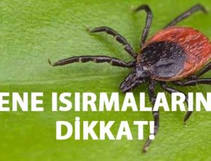 Kene Isırmalarına Dikkat