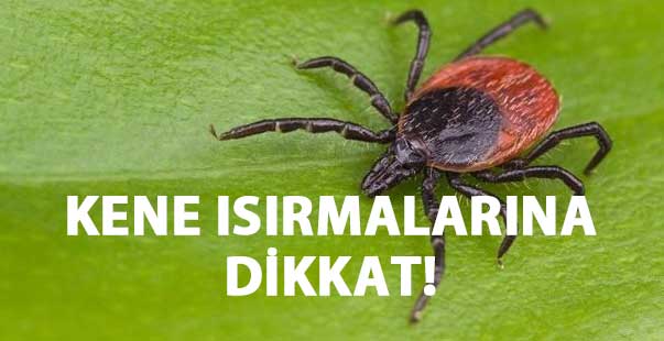 Kene Isırmalarına Dikkat