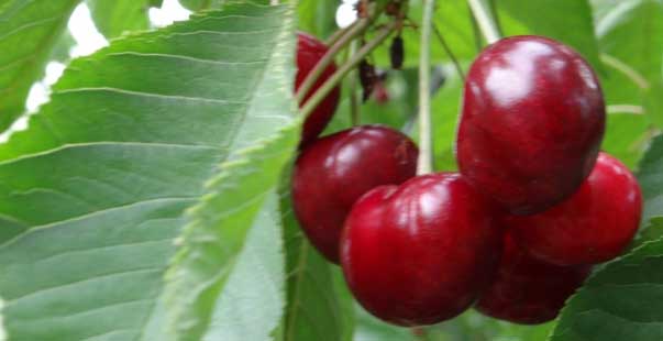 Gölpazarı Kirazında Kalite Üreticinin Yüzünü Güldürdü