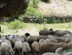 koyun-keçi destek ödemeleri başladı