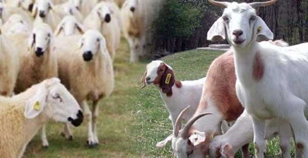 Anaç Koyun Ve Keçi Destekleri Bu Hafta Ödeniyor