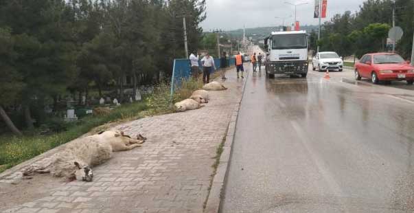 Kamyonetin Çarptığı Sürüdeki 17 Koyun Telef Oldu