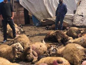 Kurtlar Kent Merkezinde Koyun Sürüsüne Saldırdı