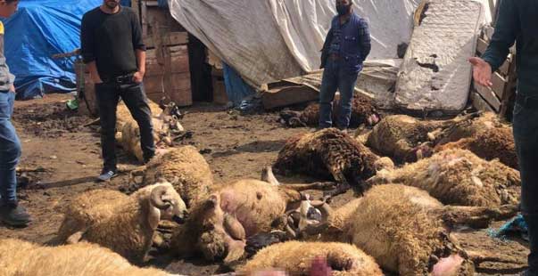 Kurtlar Kent Merkezinde Koyun Sürüsüne Saldırdı