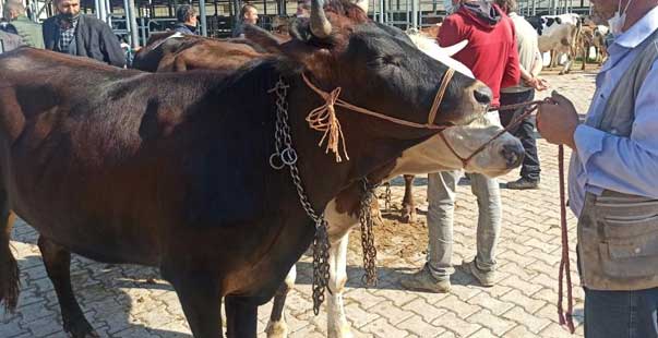 Kurban Pazarlarında Hareketlilik Başladı