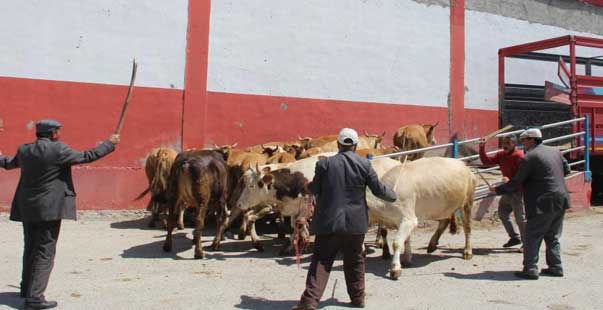 Erzurum’Dan Batı Illerine Kurbanlık Sevkiyatı Başladı