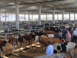 Şanlıurfa’da Kurbanlıklar Görücüye Çıktı