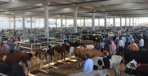 Şanlıurfa’da Kurbanlıklar Görücüye Çıktı