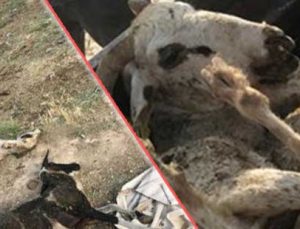 Karaman’Da 150 Koyunu Telef Olan Üretici Destek Bekliyor