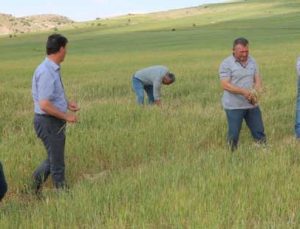 Buğday Ve Arpa Üreticisini Kuraklık Vurdu