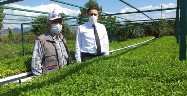 Balıkesir’De Şeker Otu Tarımı Yaygınlaştırılacak