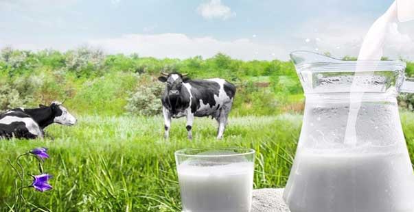 Süt Üreticilerine Yeni Destekleme Modeli