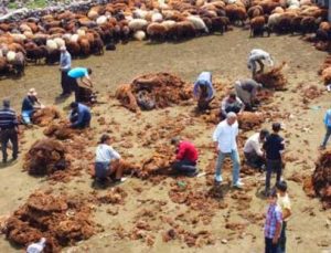 Besicilerin Zorlu Koyun Kırkma Mesaisi Başladı