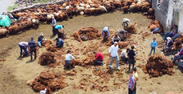 Besicilerin Zorlu Koyun Kırkma Mesaisi Başladı