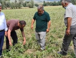 Çorum’Da Tarım Alanlarını Dolu Vurdu