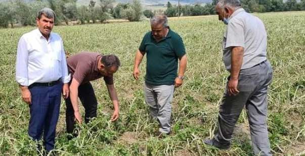 Çorum’Da Tarım Alanlarını Dolu Vurdu