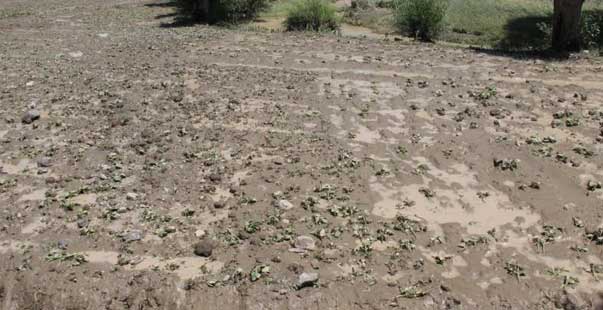 yozgat’ta etkili olan sel ekili alanlara zarar verdi