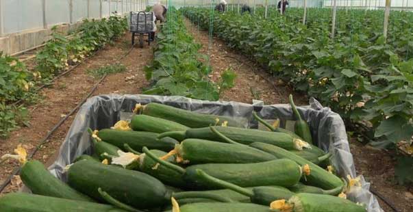 Yeni Trend Yayla Seracılığında Ilk Salatalık Hasadı Yapıldı