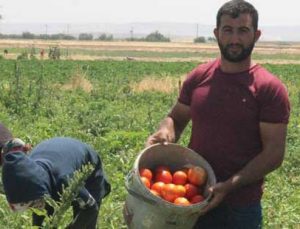 Kurban Bayramı Öncesi Domates Üreticisi Talebe Yetişemiyor