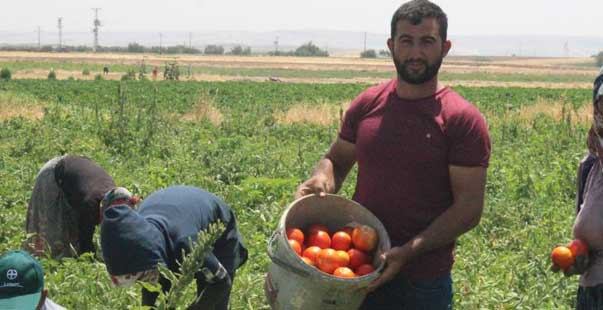 Kurban Bayramı Öncesi Domates Üreticisi Talebe Yetişemiyor