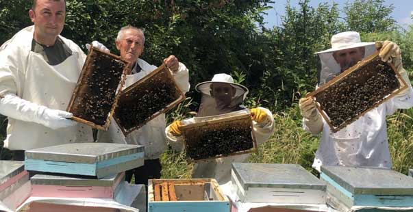 Kestane Balında Yüzde 50 Verim Kaybı Yaşandı