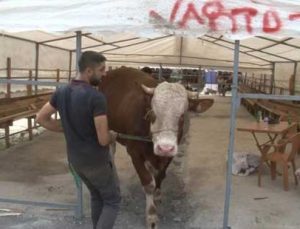 Sultanbeyli’deki Kurban Pazarının 1 Tonluk ‘Efe’Si Alıcısını Bekliyor