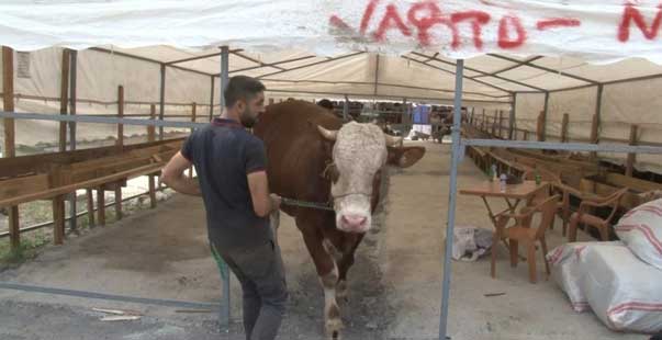 Sultanbeyli’deki Kurban Pazarının 1 Tonluk ‘Efe’Si Alıcısını Bekliyor