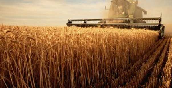 artan sıcaklıklar buğday fiyatlarını 4 yılın zirvesine çıkardı