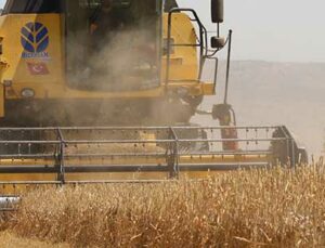 Eskişehir’de Başlayan Buğday Hasadı Beklentiyi Karşılamadı