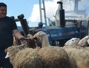 7 Bin Lira Maaşı Bıraktı, Köyünde Çobanlığa Başladı