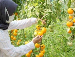 Sel Ve Su Baskınına Dayanıklı Domates Çeşidi Geliştiriliyor