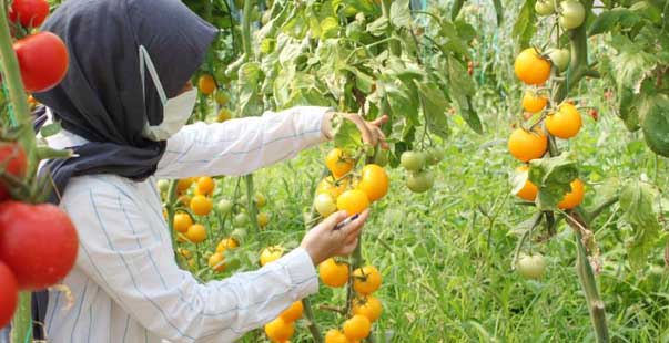 Sel Ve Su Baskınına Dayanıklı Domates Çeşidi Geliştiriliyor