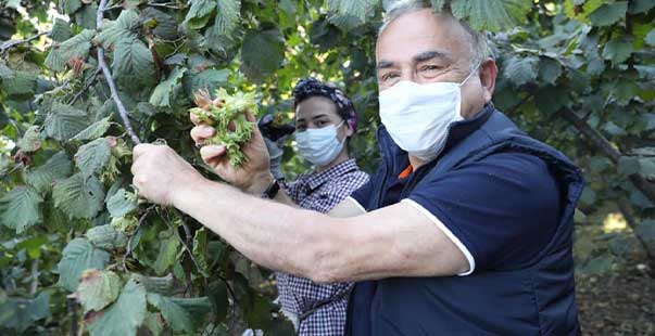 Fındık Bu Yıl Da Dalda Kalmayacak