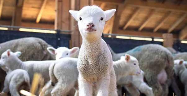 damızlık koyun, keçi birliğinden çiftçilere ’vergi’ müjdesi
