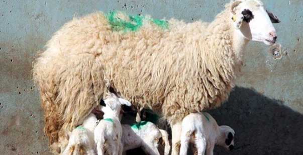 Küçükbaş Işletmeler Için Hibe Desteğinde Son Başvuru Günü 31 Temmuz