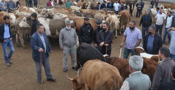 Kars’ta Kuraklık Kurban Satışlarını Olumsuz Etkiledi