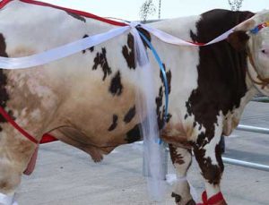 Kurbanlık Tosunlar Podyumda Güzelliklerini Sergiledi